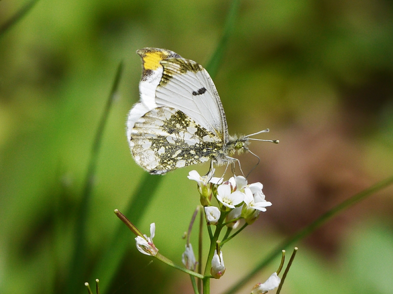 Yellow-tip (Anthocharis scolymus); DISPLAY FULL IMAGE.