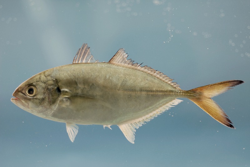 blue runner, Caranx crysos; DISPLAY FULL IMAGE.
