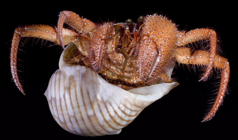 white-spotted hermit crab (Dardanus megistos); DISPLAY FULL IMAGE.
