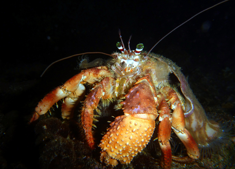 jeweled anemone hermit crab (Dardanus gemmatus); DISPLAY FULL IMAGE.