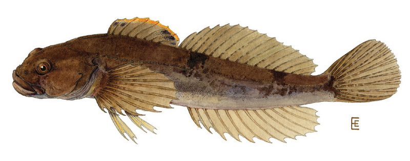 Slimy sculpin (Cottus cognatus); DISPLAY FULL IMAGE.