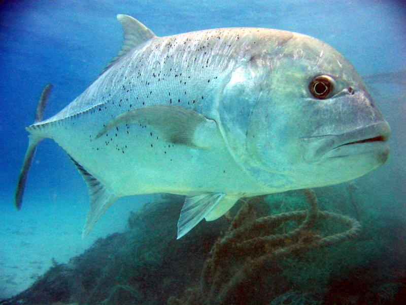 giant trevally, Caranx ignobilis; DISPLAY FULL IMAGE.