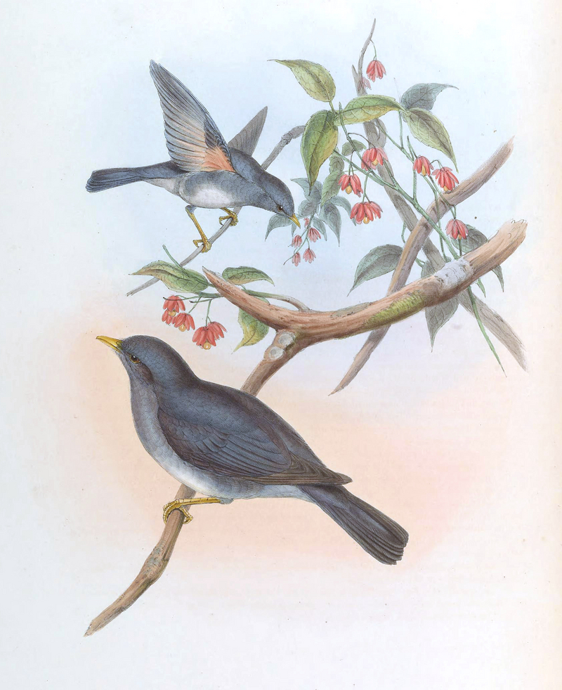 Tickell's thrush (Turdus unicolor); DISPLAY FULL IMAGE.