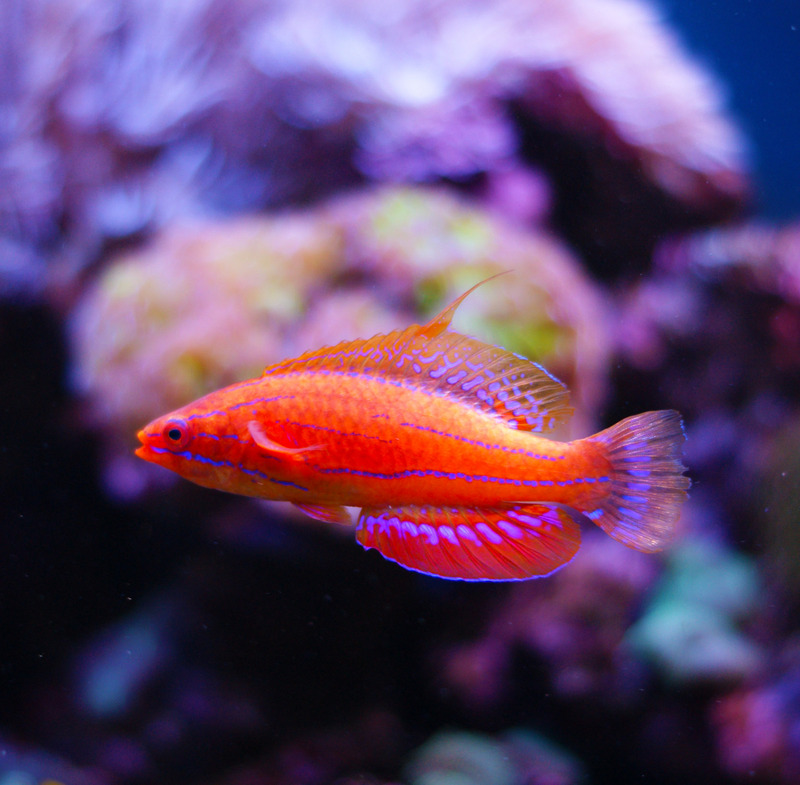 Carpenter's flasher wrasse, Paracheilinus carpenteri; DISPLAY FULL IMAGE.