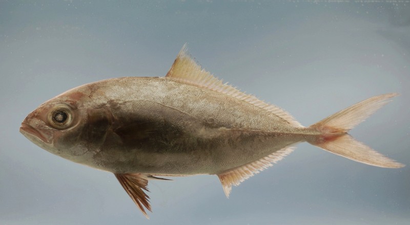 Seriola fasciata (Bloch, 1793) (Lesser amberjack); DISPLAY FULL IMAGE.