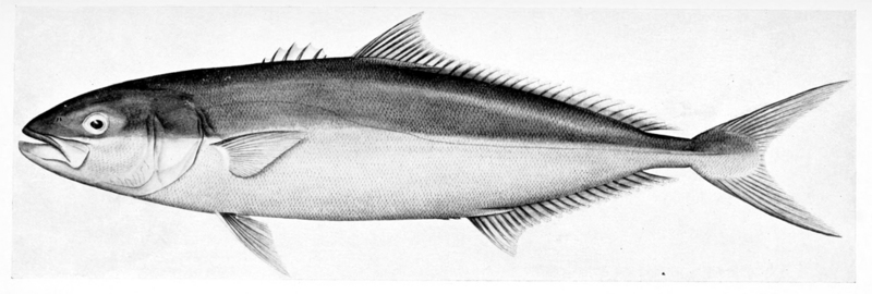 Yellowtail amberjack (Seriola lalandi); DISPLAY FULL IMAGE.