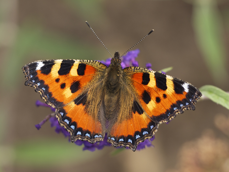 small tortoiseshell (Aglais urticae); DISPLAY FULL IMAGE.