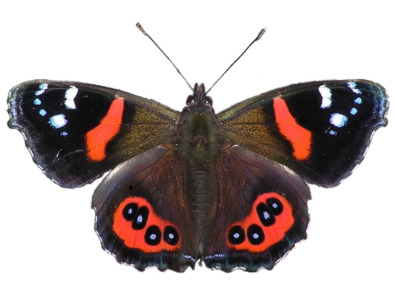 New Zealand red admiral (Vanessa gonerilla); DISPLAY FULL IMAGE.