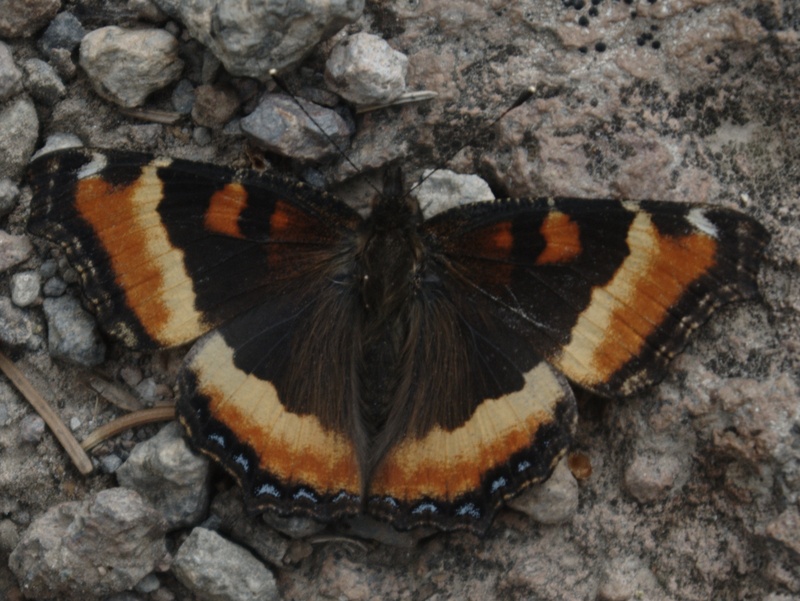 Milbert's Tortoiseshell (Aglais milberti); DISPLAY FULL IMAGE.