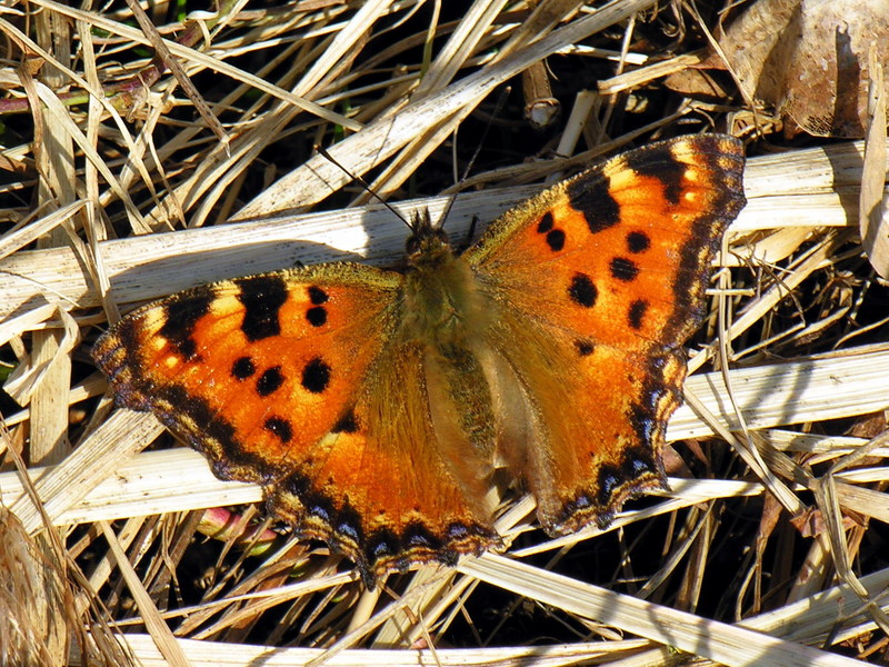 blackleg tortoiseshell, large tortoiseshell (Nymphalis polychloros); DISPLAY FULL IMAGE.