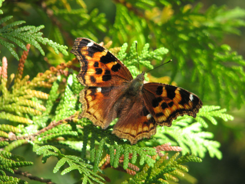 Compton Tortoiseshell (Nymphalis vaualbum, Nymphalis l-album); DISPLAY FULL IMAGE.