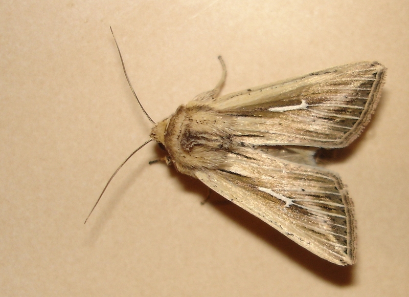 L-album wainscot (Mythimna l-album); DISPLAY FULL IMAGE.