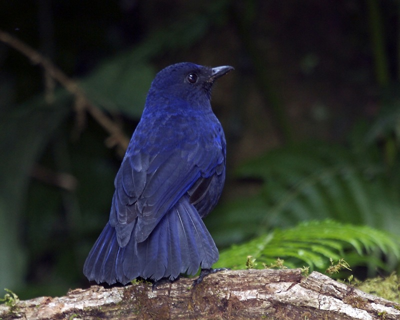Javan whistling thrush (Myophonus glaucinus); DISPLAY FULL IMAGE.