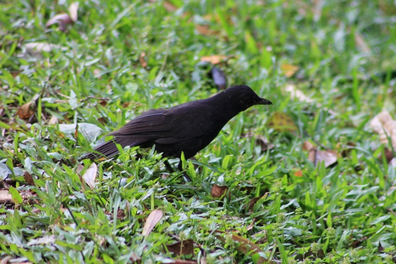 Bornean whistling thrush (Myophonus borneensis); DISPLAY FULL IMAGE.