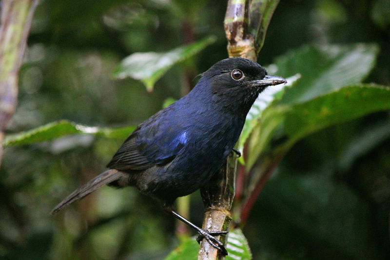 Sri Lanka whistling thrush (Myophonus blighi); DISPLAY FULL IMAGE.