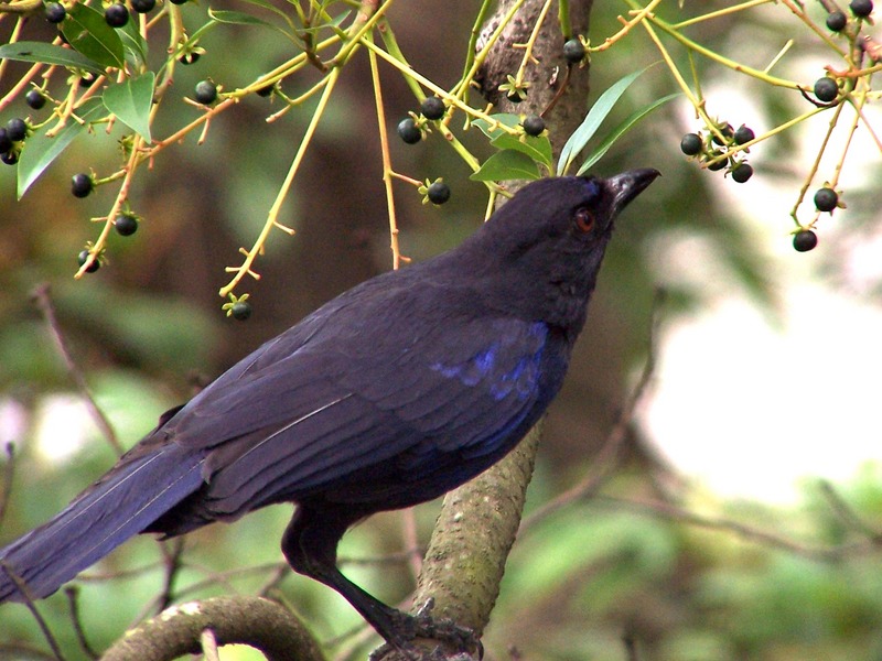 Taiwan whistling thrush, Formosan whistling thrush (Myophonus insularis); DISPLAY FULL IMAGE.