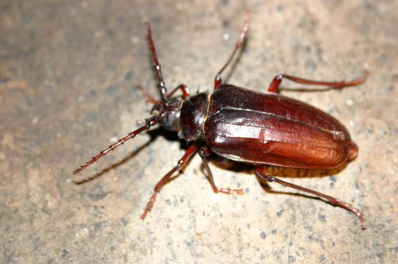 California root borer (Prionus californicus); DISPLAY FULL IMAGE.