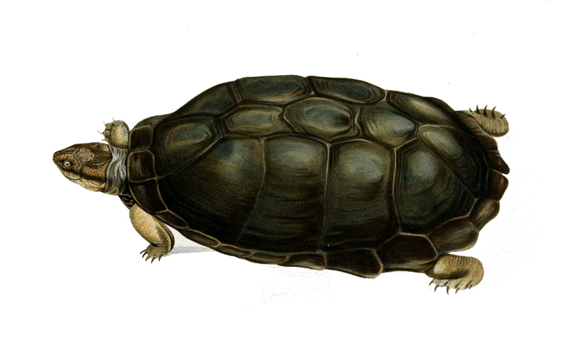 Serrated hinged terrapin (Pelusios sinuatus); DISPLAY FULL IMAGE.