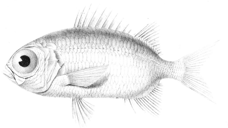 Seychelles soldier (Myripristis seychellensis); DISPLAY FULL IMAGE.