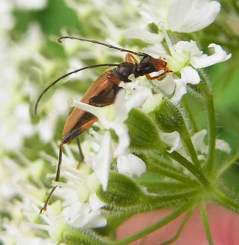Pidonia lurida (flower longhorn); DISPLAY FULL IMAGE.