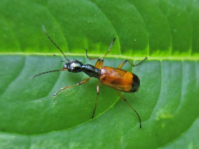 Odacantha melanura; DISPLAY FULL IMAGE.