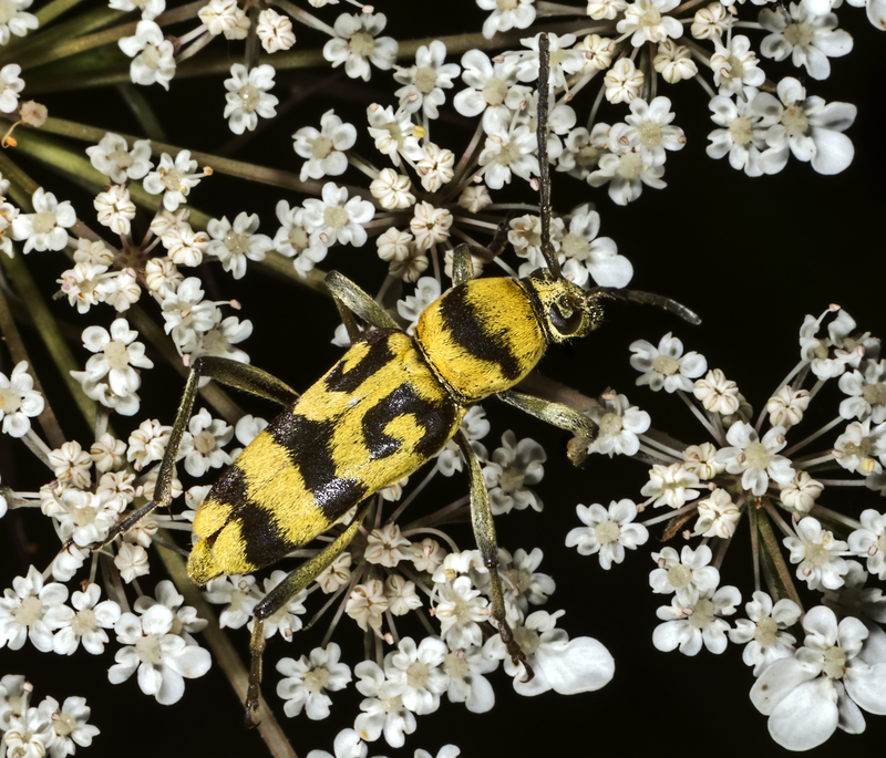 Chlorophorus varius; DISPLAY FULL IMAGE.