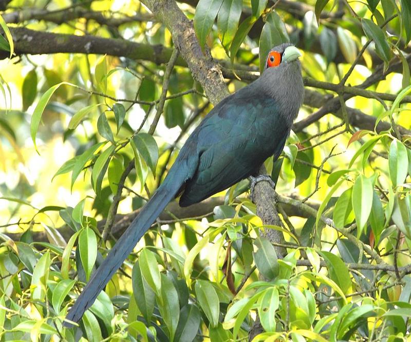 chestnut-bellied malkoha (Phaenicophaeus sumatranus); DISPLAY FULL IMAGE.