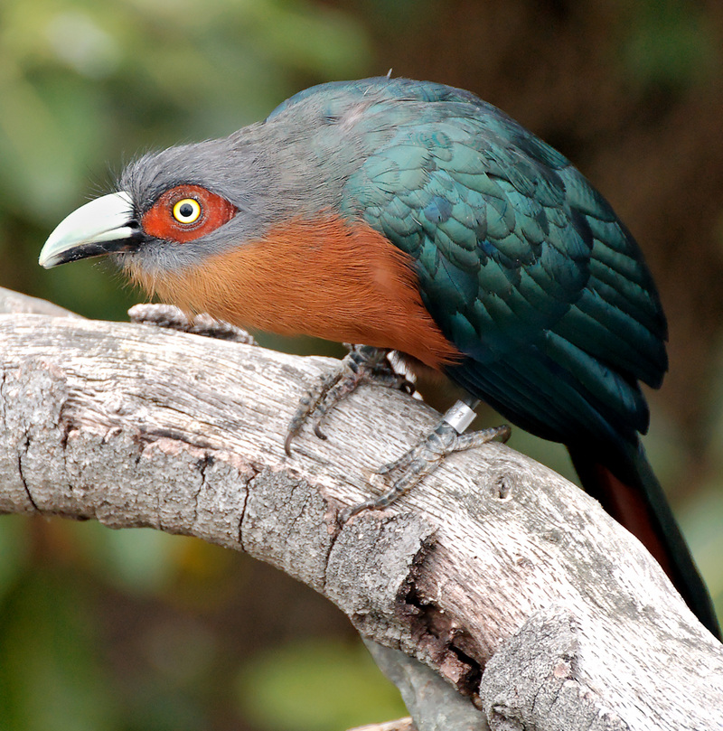 chestnut-breasted malkoha (Phaenicophaeus curvirostris); DISPLAY FULL IMAGE.