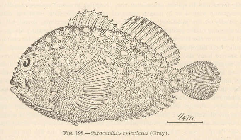 Spotted coral croucher (Caracanthus maculatus); DISPLAY FULL IMAGE.