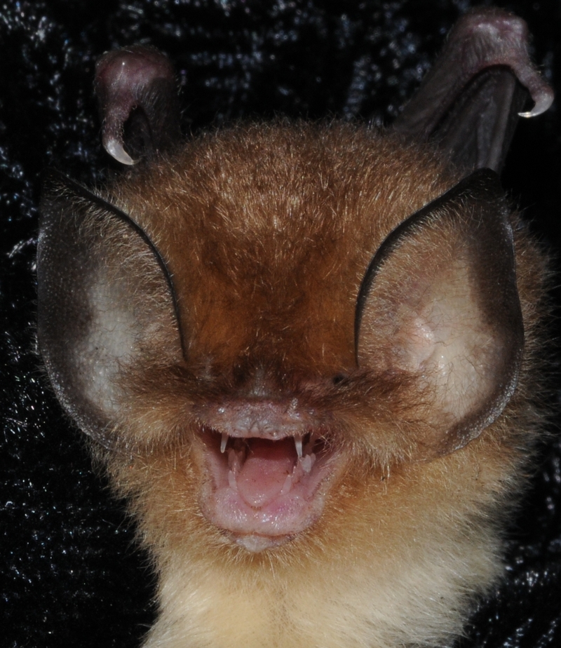 Cuban Lesser Funnel-eared Bat (Chilonatalus micropus); DISPLAY FULL IMAGE.