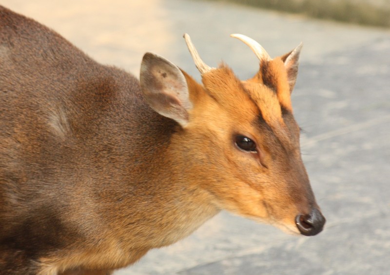 hairy-fronted muntjac, black muntjac (Muntiacus crinifrons); DISPLAY FULL IMAGE.
