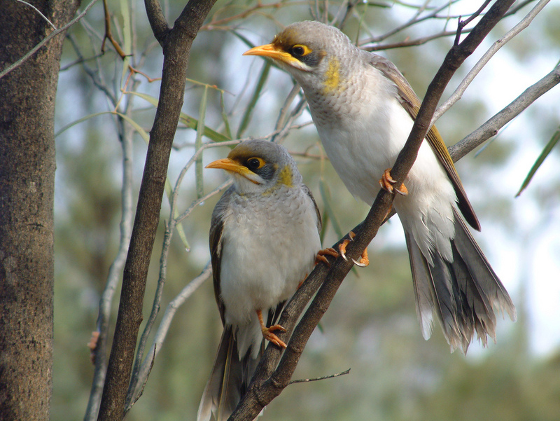 Yellow-throated miner (Manorina flavigula); DISPLAY FULL IMAGE.