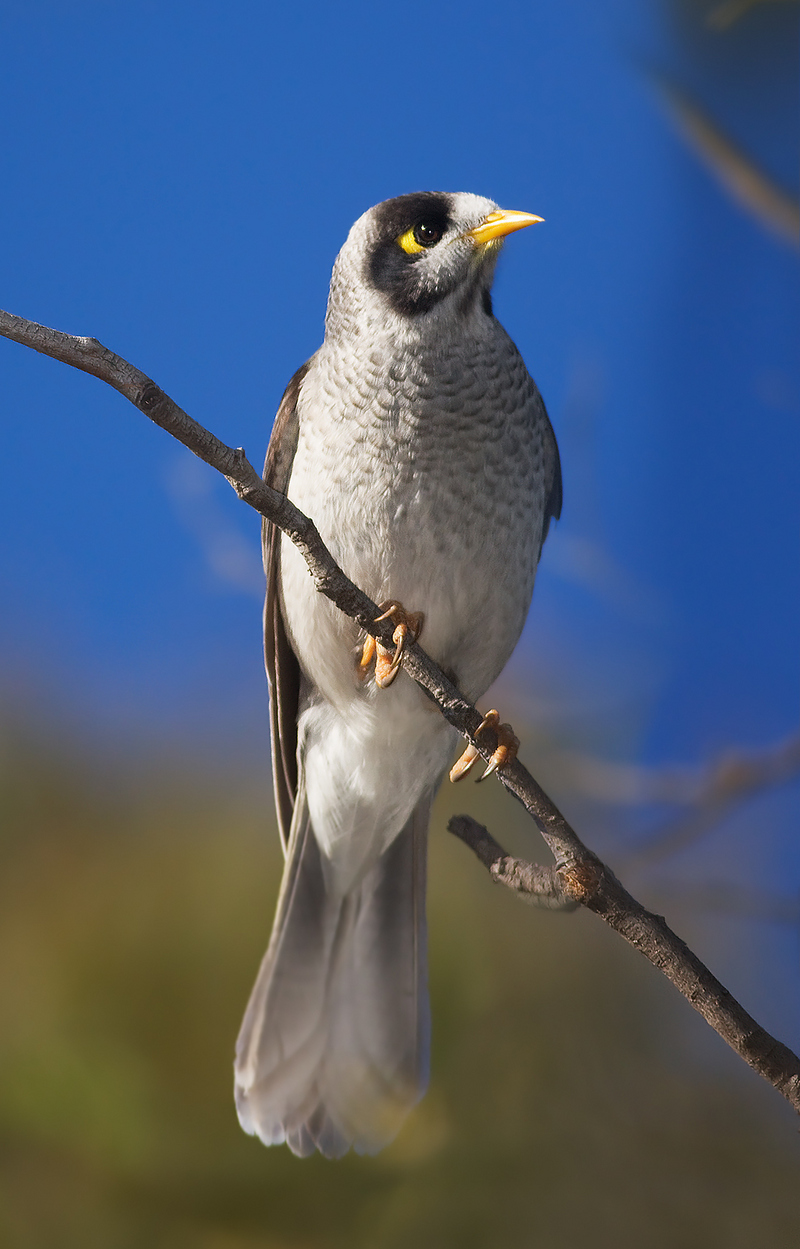 Noisy miner (Manorina melanocephala); DISPLAY FULL IMAGE.