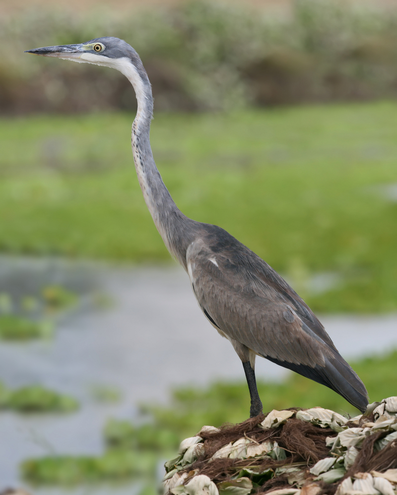 Black-headed heron (Ardea melanocephala); DISPLAY FULL IMAGE.