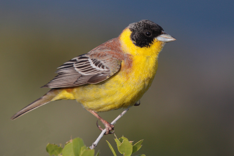 black-headed bunting (Emberiza melanocephala); DISPLAY FULL IMAGE.