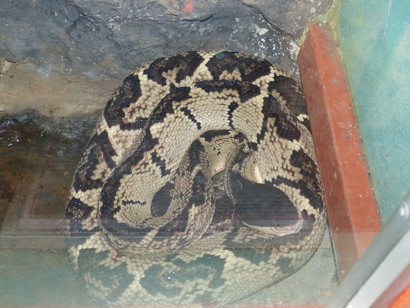 Black-headed bushmaster (Lachesis melanocephala); DISPLAY FULL IMAGE.