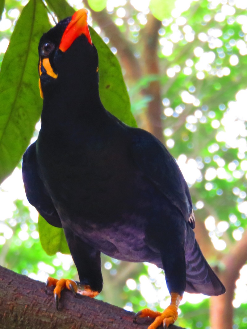 Common hill myna (Gracula religiosa); DISPLAY FULL IMAGE.