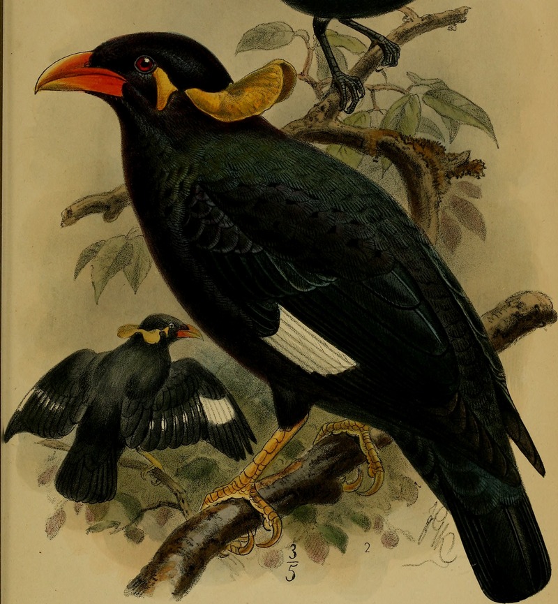 Nias hill myna (Gracula robusta); DISPLAY FULL IMAGE.