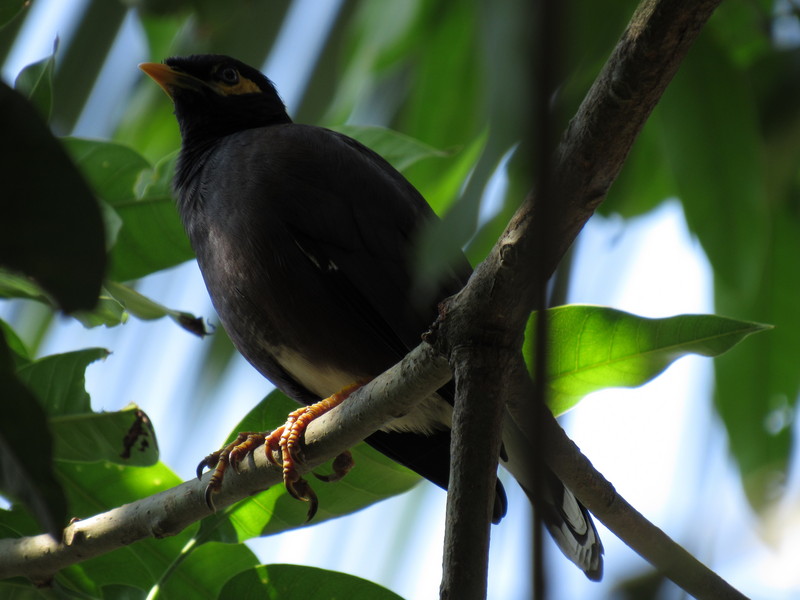 Sri Lanka hill myna (Gracula ptilogenys); DISPLAY FULL IMAGE.