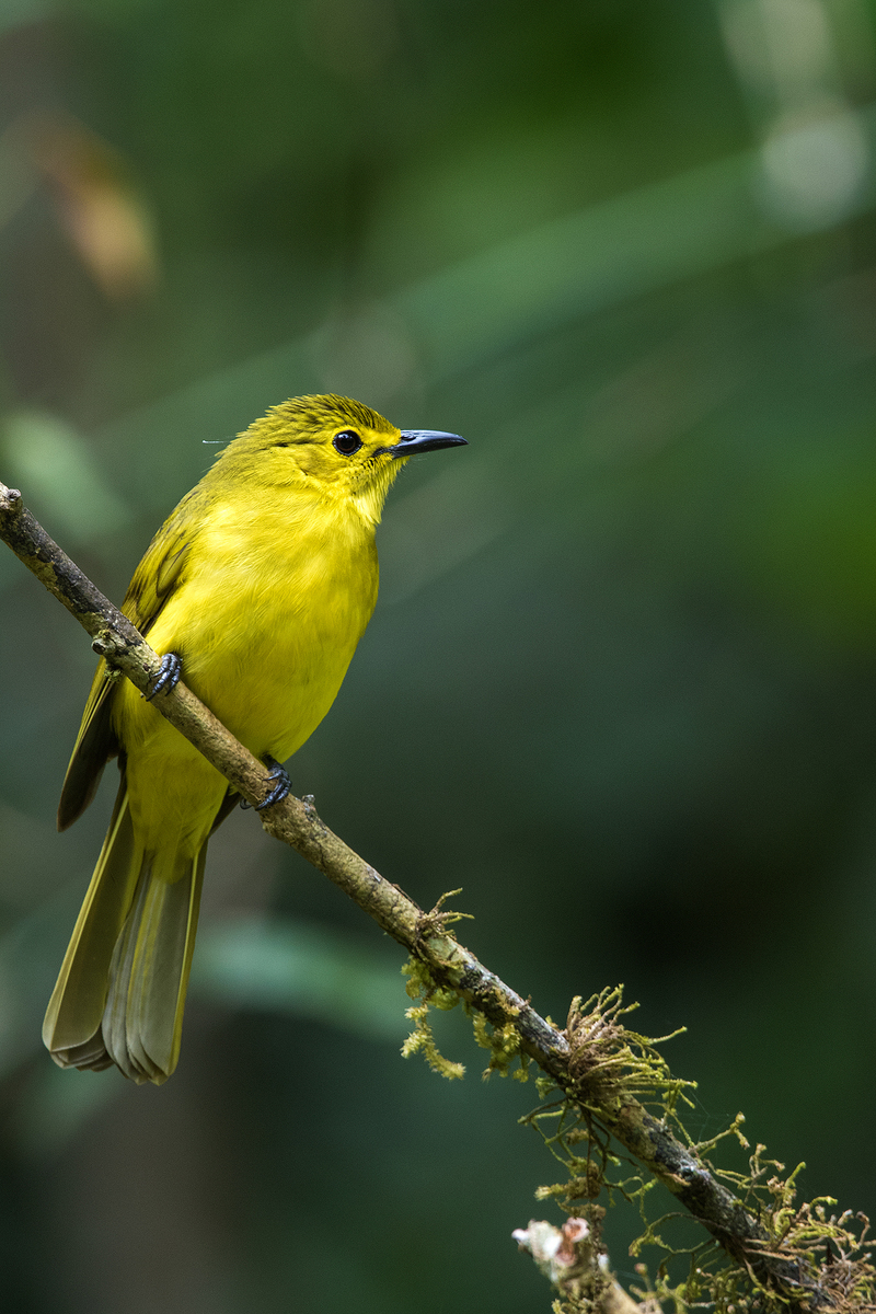 yellow-browed bulbul (Acritillas indica); DISPLAY FULL IMAGE.