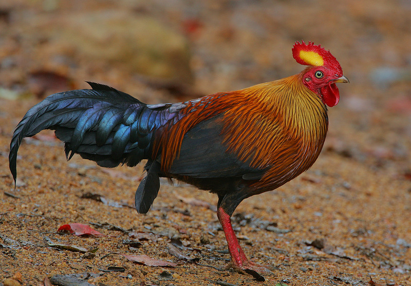 Sri Lankan junglefowl (Gallus lafayettii); DISPLAY FULL IMAGE.