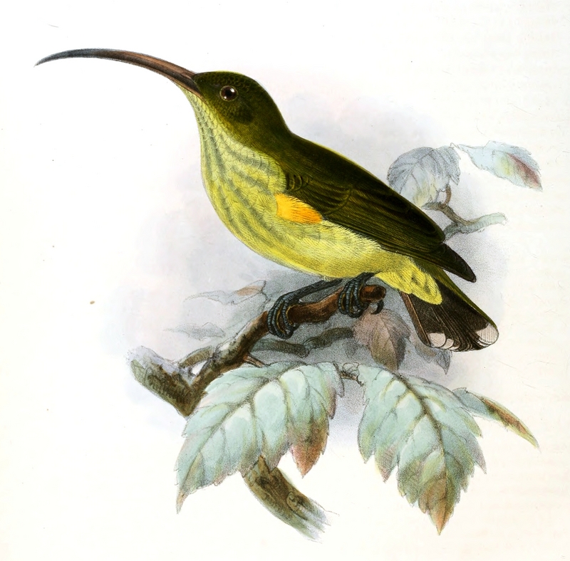 long-billed spiderhunter (Arachnothera robusta); DISPLAY FULL IMAGE.