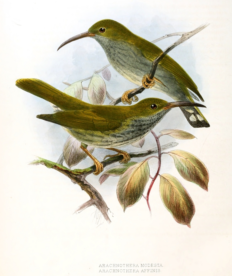 grey-breasted spiderhunter (Arachnothera modesta); DISPLAY FULL IMAGE.