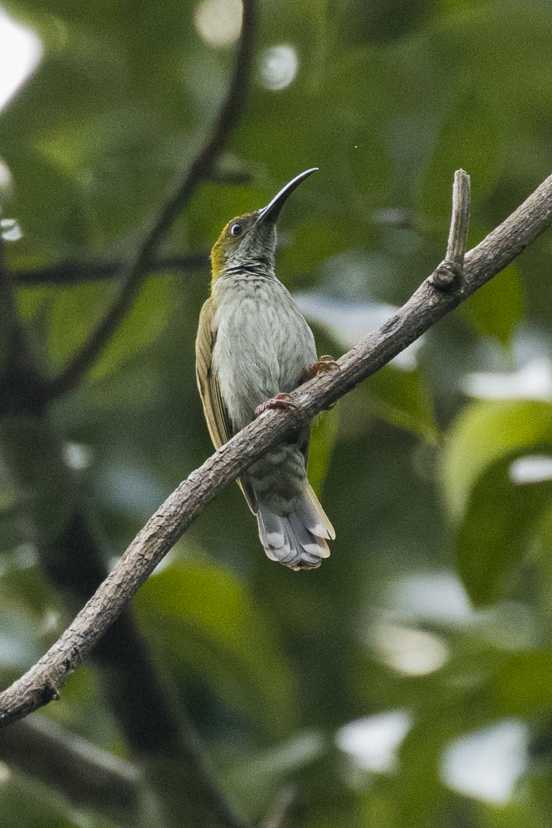 streaky-breasted spiderhunter (Arachnothera affinis); DISPLAY FULL IMAGE.