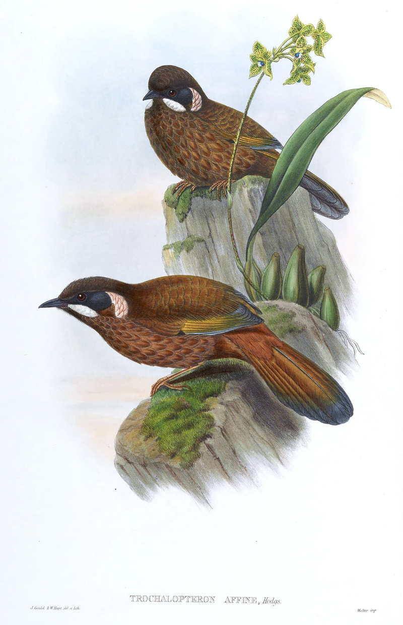 black-faced laughingthrush (Trochalopteron affine); DISPLAY FULL IMAGE.