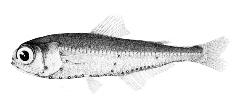 pearly lanternfish (Myctophum nitidulum); DISPLAY FULL IMAGE.