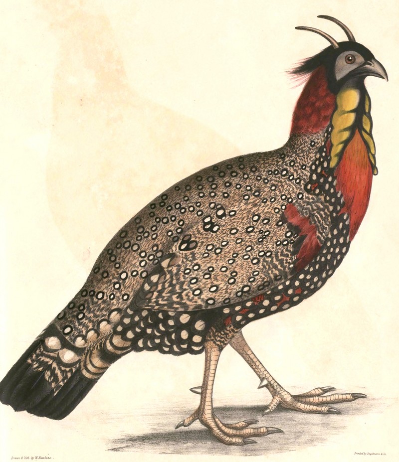 western tragopan (Tragopan melanocephalus); DISPLAY FULL IMAGE.