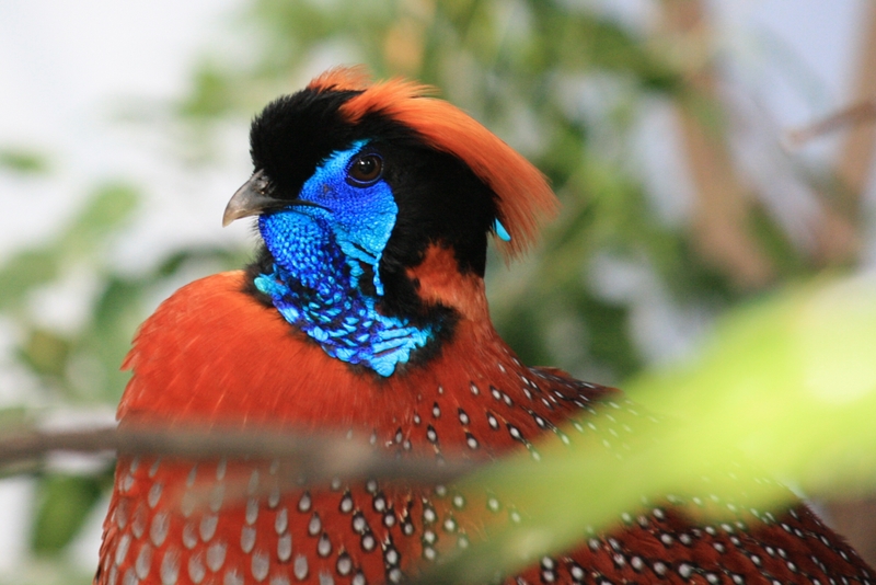 Temminck's tragopan (Tragopan temminckii); DISPLAY FULL IMAGE.