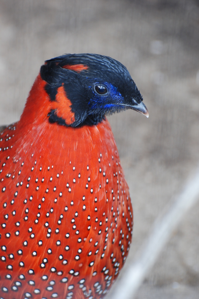 crimson horned pheasant, satyr tragopan (Tragopan satyra); DISPLAY FULL IMAGE.