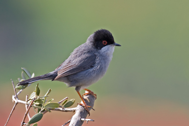Sardinian warbler (Sylvia melanocephala); DISPLAY FULL IMAGE.